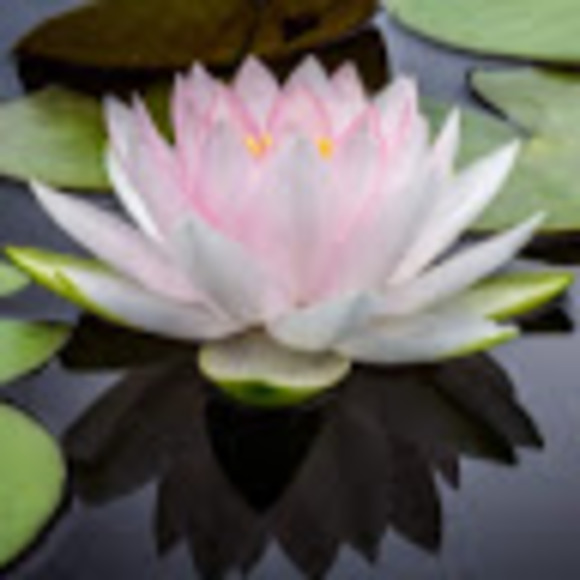 Meet your Posher, Susan - Picture 1 of 1